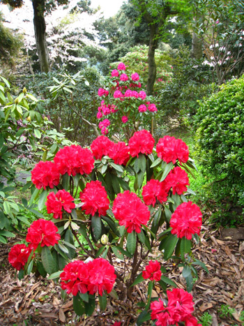 裏見の滝自然花苑 裏見の滝自然花苑
