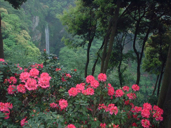 裏見の滝自然花苑 裏見の滝自然花苑