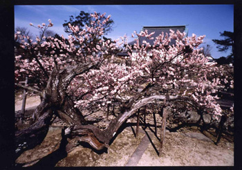 高伝寺 高伝寺