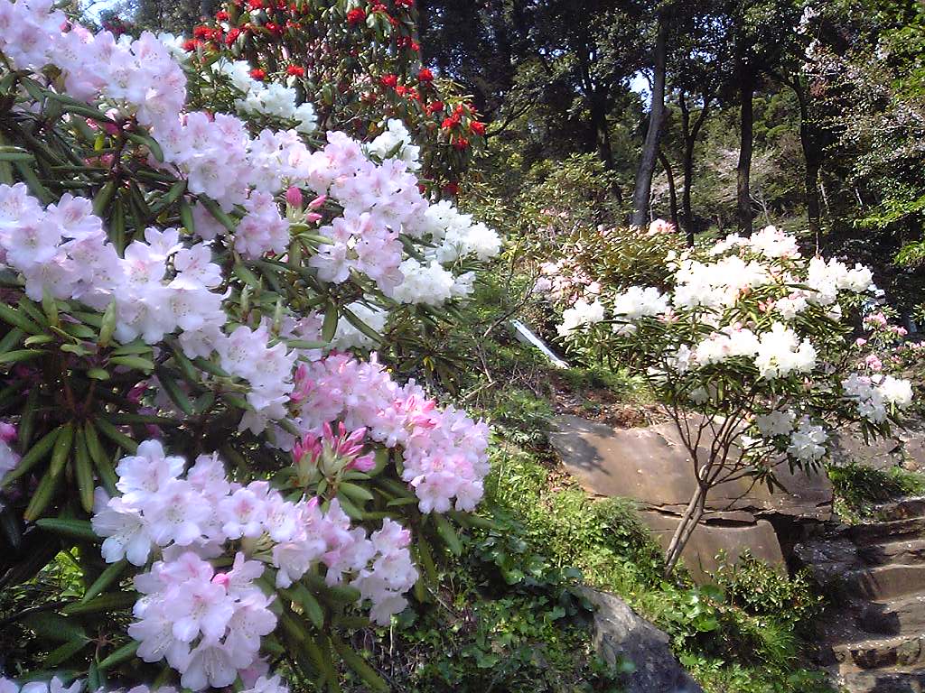 裏見の滝自然花苑しゃくなげ祭り 裏見の滝自然花苑しゃくなげ祭り
