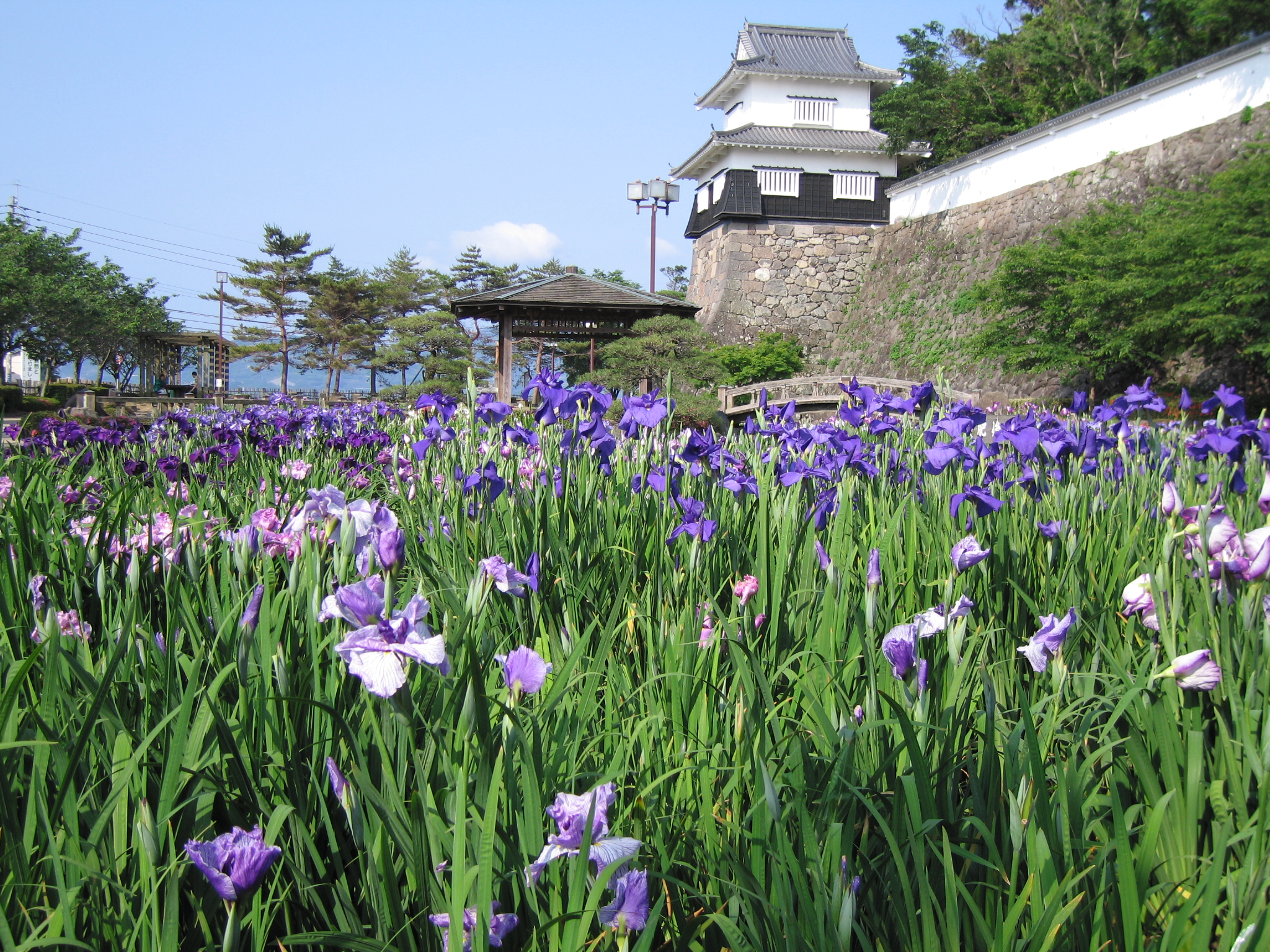 おおむら花まつり おおむら花まつり
