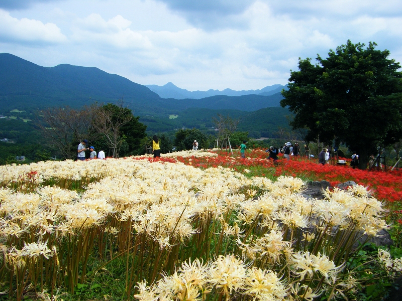 鉢巻山展望所のひがん花 鉢巻山展望所のひがん花
