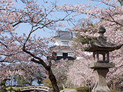 おおむら花まつり
